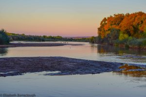 Cottonwoods at high color along the Albuquerque reach of the Rio Grande near Alameda
